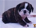 English Bulldog